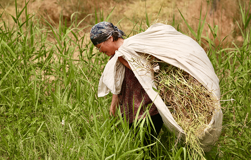 村民在收割油菜花，臉上綻放著豐收的喜悅。陳英華攝