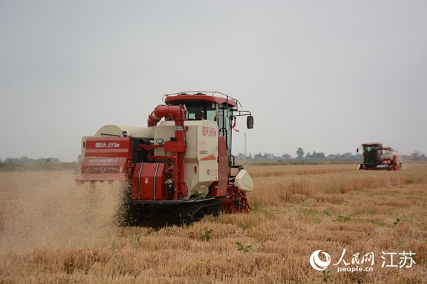 5月下旬，勝利圩高標(biāo)準(zhǔn)農(nóng)田內(nèi)，大型收割機(jī)作業(yè)。韋東寧攝