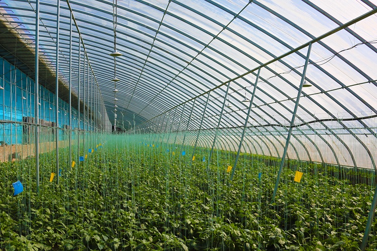 智慧蔬菜富民生。