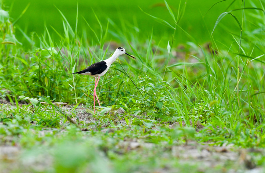 生態(tài)綠屏修復完成，吸引眾多野生動物在此棲息繁衍。翟鑫彬攝