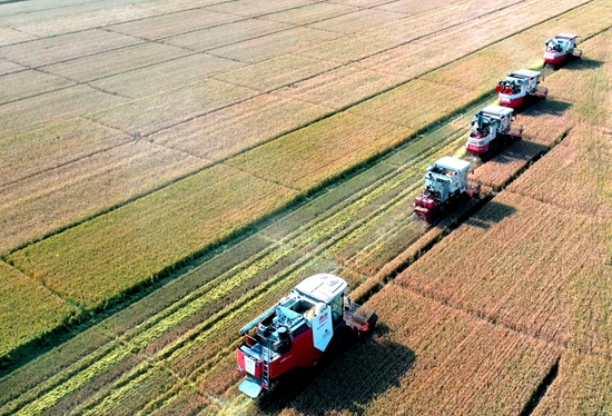 今年6月，河北省衡水市阜城縣碼頭鎮(zhèn)戈家墳村的麥田里，大型聯(lián)合收割機(jī)“組團(tuán)”作業(yè)。 苗鳳強(qiáng)攝