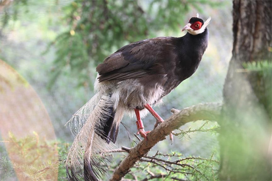 小五臺山國家級自然保護(hù)區(qū)繁育基地中的褐馬雞。姚偉強(qiáng)攝