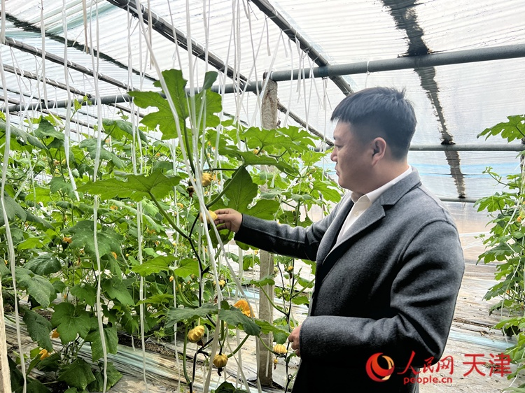 西青區(qū)辛口鎮(zhèn)大杜莊村黨總支書記、村委會主任畢紅鴿介紹當(dāng)下大棚里種植的造型奇特的文玩葫蘆。  人民網(wǎng) 孫翼飛攝