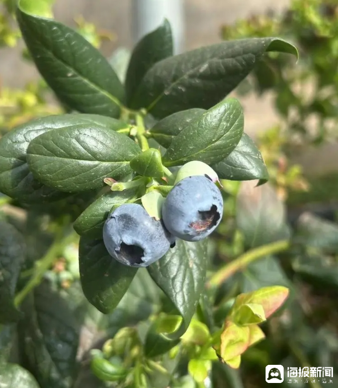 西瓜、藍(lán)莓、草莓上高原！山東濰坊援藏組因地制宜打造特色蔬菜發(fā)展中心