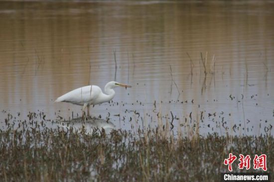 圖為大白鷺?？婶斂撕?托素湖自然保護(hù)區(qū)服務(wù)中心供圖 　　