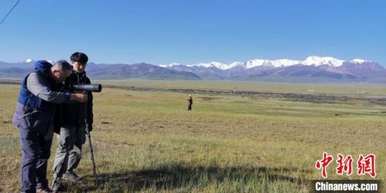 圖為工作人員正在進(jìn)行黑頸鶴衛(wèi)星跟蹤和環(huán)志工作?！∑钸B山國家公園青海省管理局供圖 攝