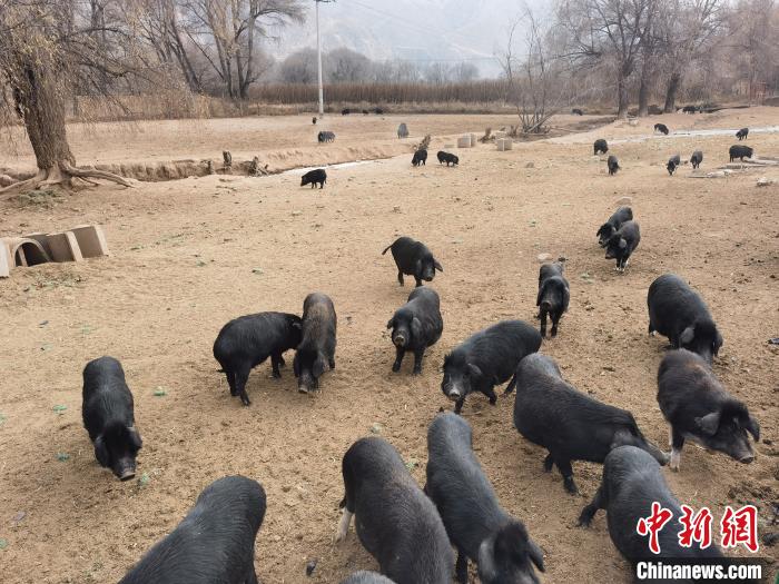 圖為藏香豬?！∑钤鲚?攝