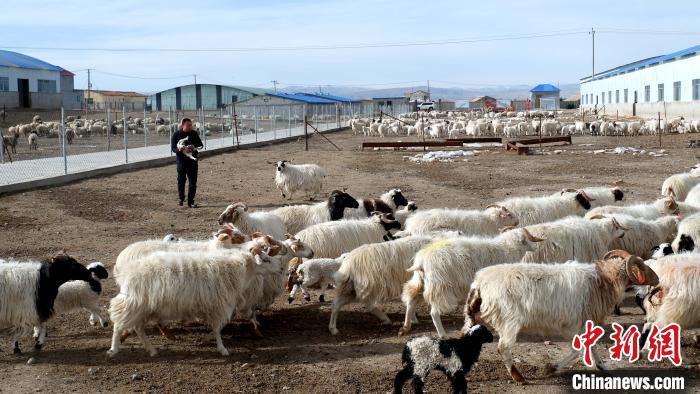 圖為馬金山查看羊羔長(zhǎng)勢(shì)?！±铍h 攝