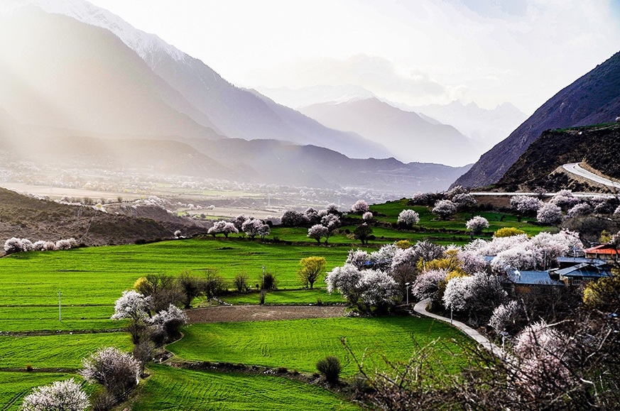 西藏林芝市波密縣傾多鎮(zhèn)八朵卡的田園風光(攝于4月5日)。新華網(wǎng) 達娃攝.jpg