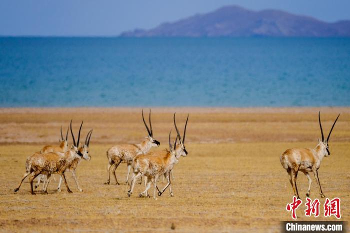 圖為西藏藏羚羊在色林錯(cuò)湖邊覓食，隨著保護(hù)措施的不斷加強(qiáng)，如今西藏藏羚羊種群數(shù)量獲得恢復(fù)性增長。　江飛波 攝