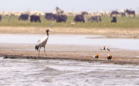 仙女灣一只黑頸鶴正在湖邊覓食。攝影：海東
