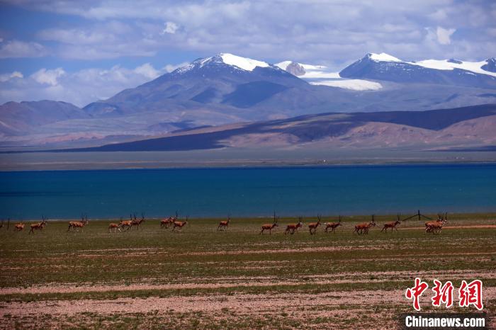 從317國道遠眺達則錯，湖岸藏羚羊與雪山美景令人矚目?！?lt;a target='_blank' ><p  align=