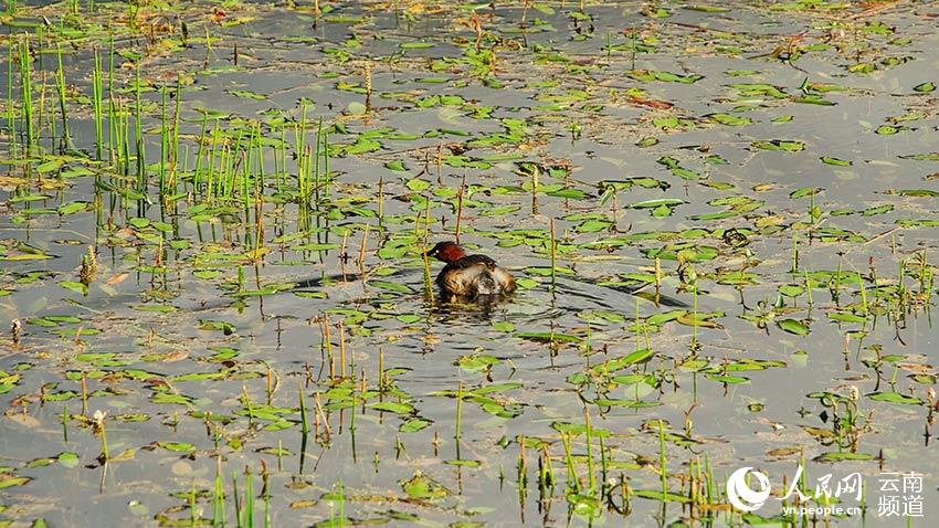 納帕海濕地內(nèi)遷徙停留的鳥(niǎo)。呂昊辰攝