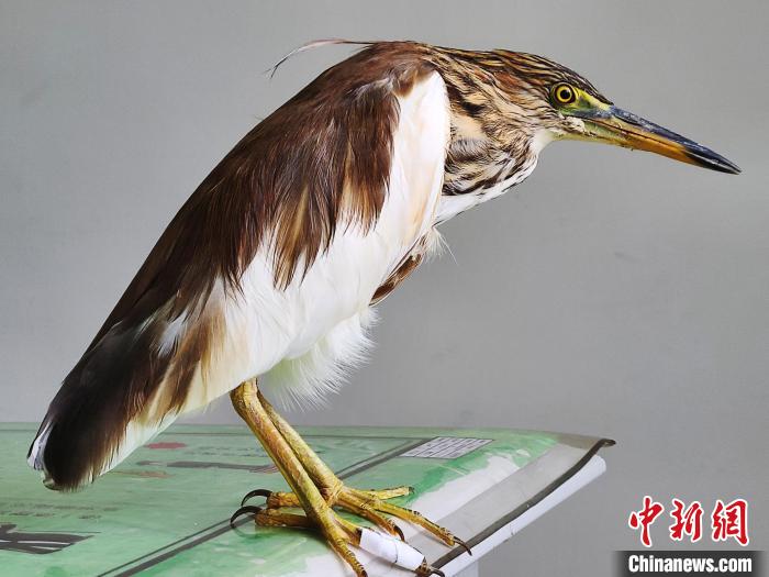 圖為被救助的國家一級重點保護動物池鷺?！×鴿商?攝