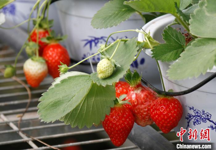 青?；ブ捍蛟烊珖畲蟾咴葺N苗繁育中心