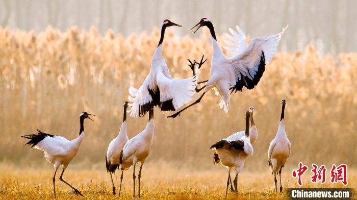 江蘇鹽城黃海濕地上的丹頂鶴?！←}城市委宣傳部供圖