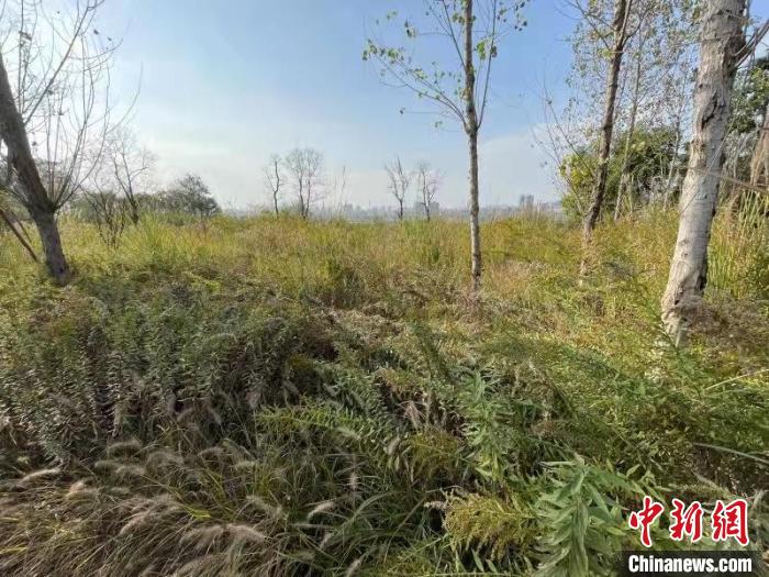 發(fā)現(xiàn)的加拿大一枝黃花。　楊波 攝