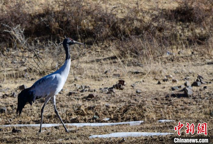 圖為一只黑頸鶴在拉薩市林周縣境內田間覓食?！∝暩聛硭?攝
