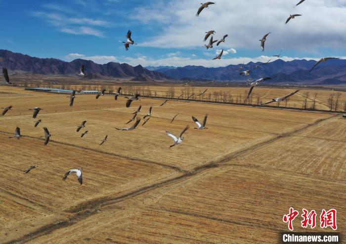 圖為黑頸鶴在拉薩市林周縣境內飛翔。　貢嘎來松 攝