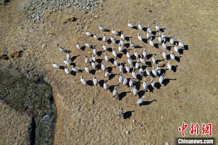 圖為拉薩市林周縣境內越冬的候鳥?！∝暩聛硭?攝