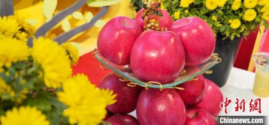2021年10月15日，中國(guó)蘋果首屆產(chǎn)銷峰會(huì)暨甘肅平?jīng)龉焚Q(mào)易大會(huì)在平?jīng)鍪徐o寧縣開幕。(資料圖) 魏建軍 攝