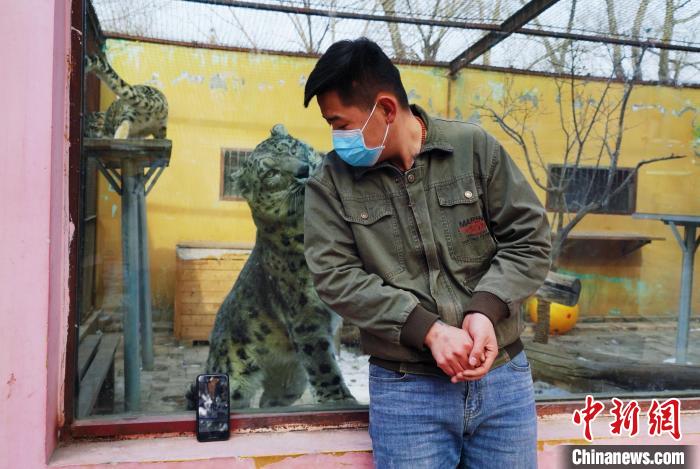 圖為雪豹“奶爸”史壽軍直播休息時與雪豹互動?！●R銘言 攝
