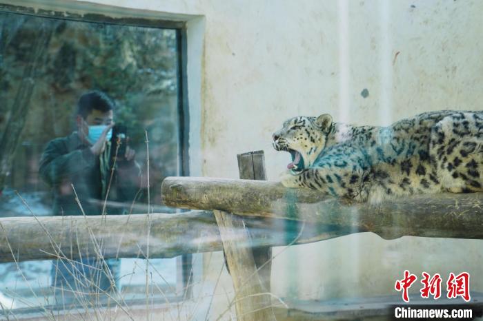 圖為雪豹“奶爸”史壽軍正在直播?！●R銘言 攝