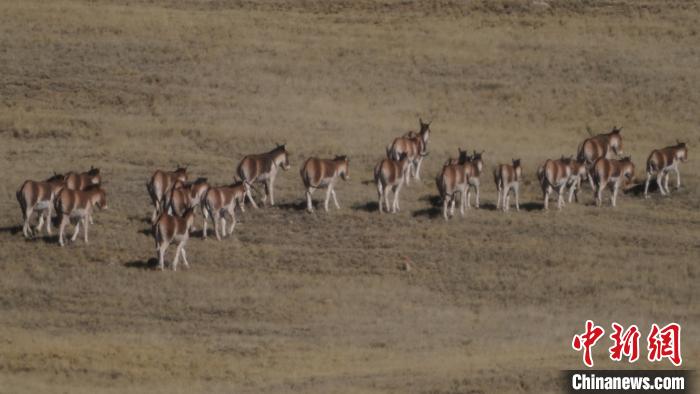 圖為草地上的西藏野驢?！“簿S斌 攝