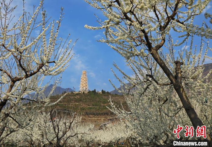 潔白的李花與碉樓交相輝映，勾勒出一幅美麗的和諧生態(tài)畫卷?！『吻搴?攝