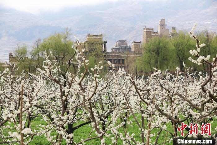 潔白的李花與村寨交相輝映，勾勒出一幅美麗的和諧生態(tài)畫卷?！『吻搴?攝