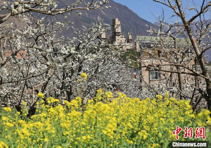 潔白的李花與村寨交相輝映，勾勒出一幅美麗的和諧生態(tài)畫卷?！『吻搴?攝