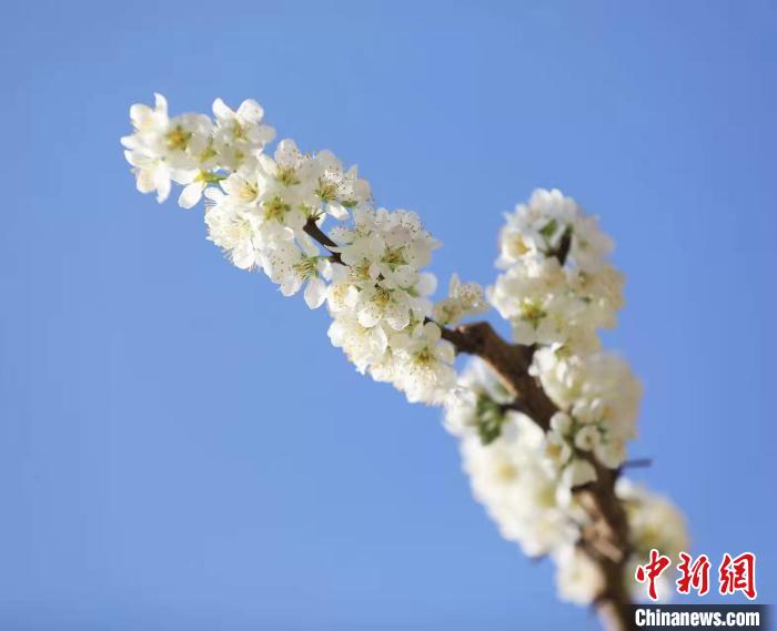 李花盛開?！『吻搴?攝