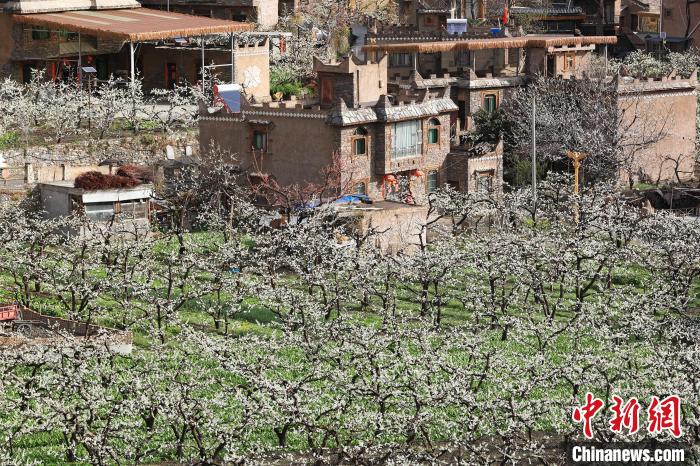 潔白的李花與村寨交相輝映，勾勒出一幅美麗的和諧生態(tài)畫卷。　何清海 攝