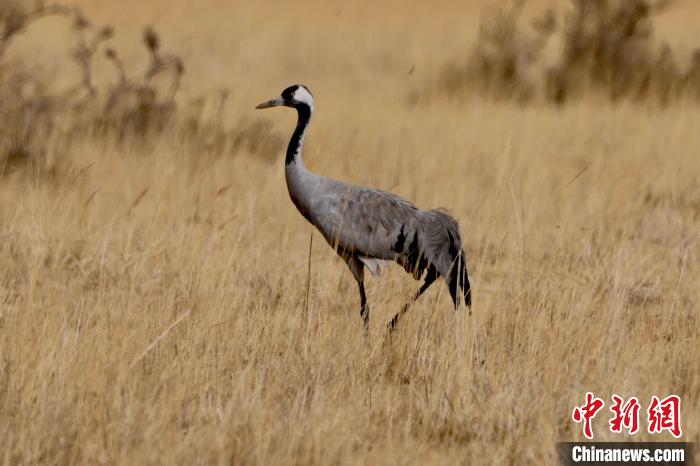 圖為灰鶴在青海海西蒙古族藏族自治州都蘭縣巴隆地區(qū)“閑庭漫步”。　 松太加 攝