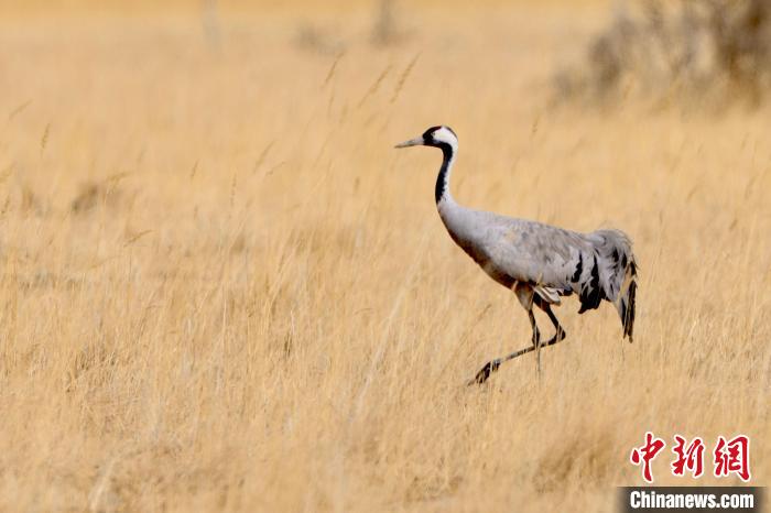 圖為灰鶴在青海海西蒙古族藏族自治州都蘭縣巴隆地區(qū)“閑庭漫步”?！?松太加 攝