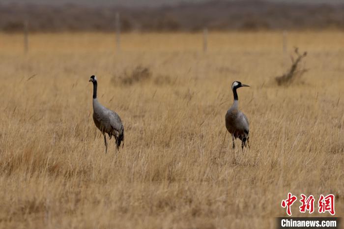 圖為灰鶴在青海海西蒙古族藏族自治州都蘭縣巴隆地區(qū)“閑庭漫步”?！?松太加 攝
