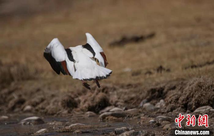 圖為翹鼻麻鴨?！」Π栽?攝