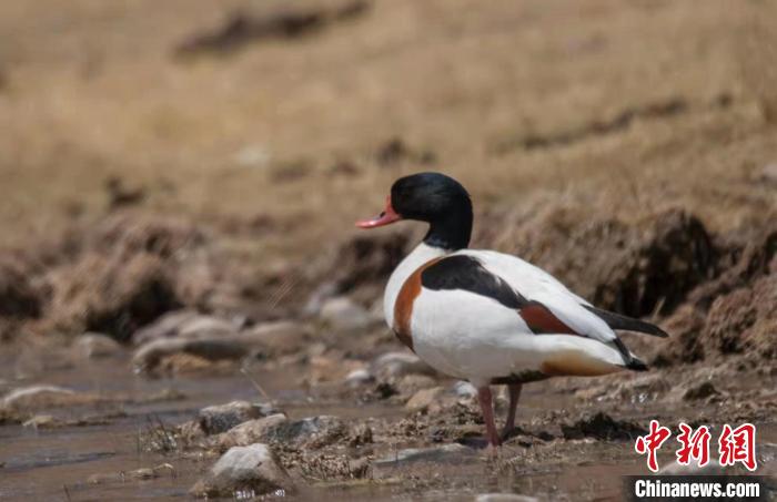 圖為翹鼻麻鴨?！」Π栽?攝