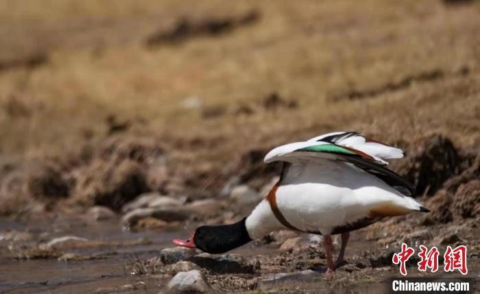 圖為翹鼻麻鴨?！」Π栽?攝