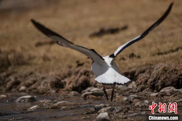 圖為騰飛的翹鼻麻鴨?！」Π栽?攝