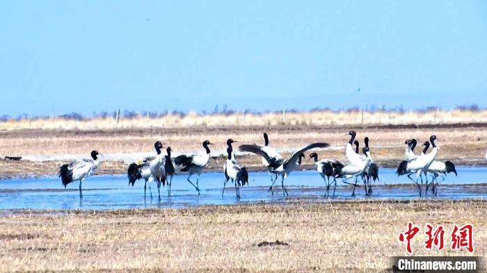 圖為成群的黑頸鶴“翩翩起舞”。　當(dāng)智 攝