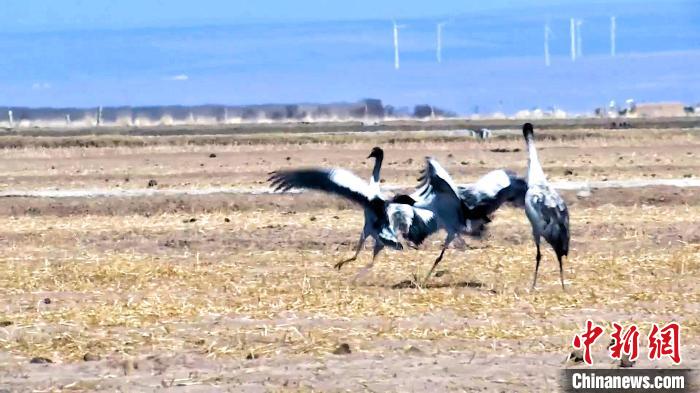 圖為黑頸鶴追逐嬉戲?！￡惷髡?攝