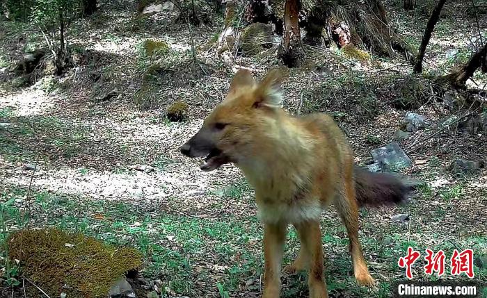 青?；ブ鄙搅謪^(qū)首次記錄到豺活動(dòng)影像