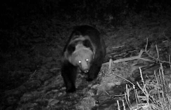 青?；ブ鄙?0年來首次發(fā)現(xiàn)棕熊活動軌跡