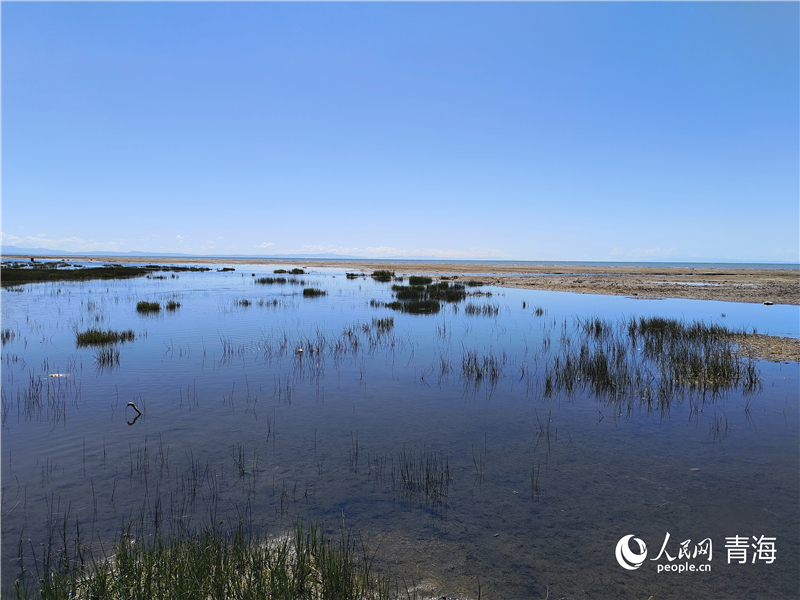   青海湖仙女灣。人民網(wǎng) 張莉萍攝