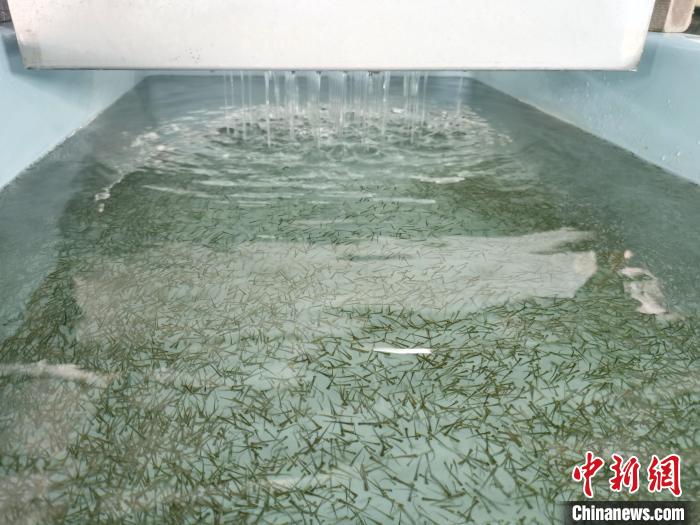 圖為正在育苗?！?zhí)砀?攝