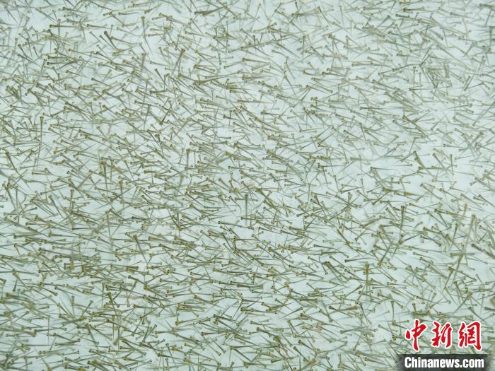 圖為密集培育的魚苗。　張?zhí)砀?攝