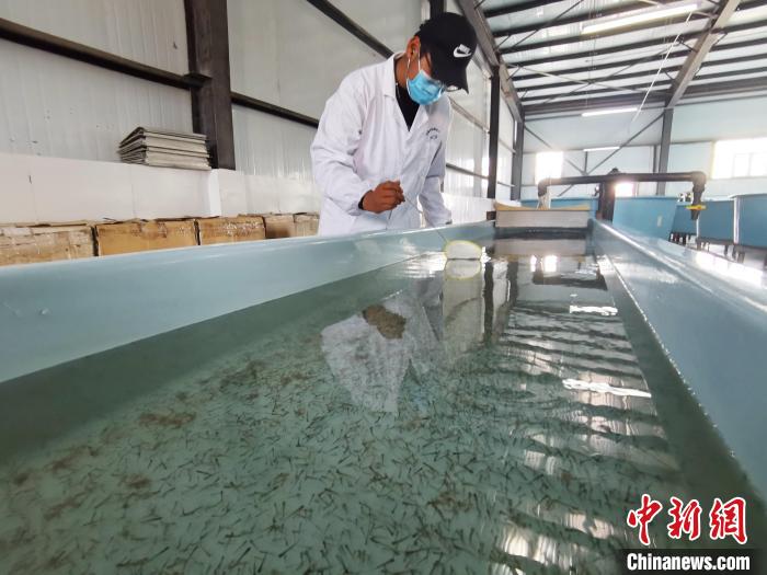 圖為工作人員檢查魚苗?！?zhí)砀?攝