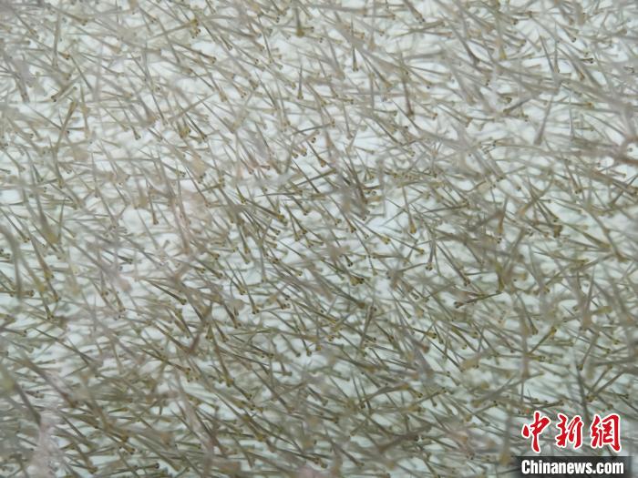 圖為密集分布的魚苗?！?zhí)砀?攝