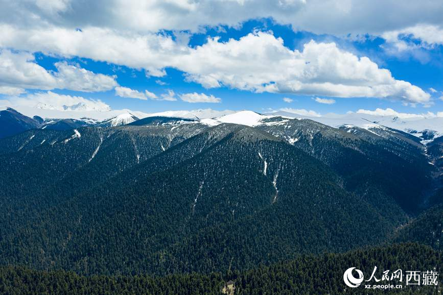 圖為在海拔4700多米的色季拉山，觀測從森林到草甸的多種植被類型。